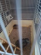Chinese kwartels, Dieren en Toebehoren, Vogels | Overige Vogels, Meerdere dieren, Tropenvogel, Tam