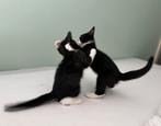 Huis gezocht voor laatste 2 kittens!, Dieren en Toebehoren, Katten en Kittens | Overige Katten, Poes, Kortharig, 0 tot 2 jaar