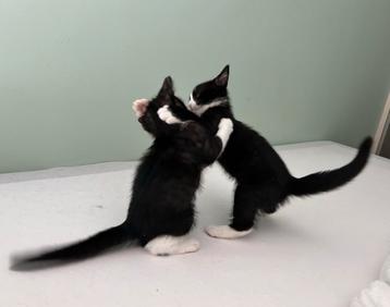 Huis gezocht voor laatste 2 kittens! beschikbaar voor biedingen