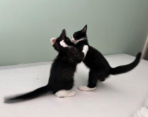 Huis gezocht voor laatste 2 kittens!, Dieren en Toebehoren, Katten en Kittens | Overige Katten, Kortharig, Poes, 0 tot 2 jaar
