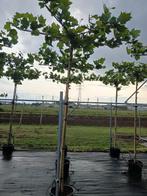 dakplantaan, Dakboom, 250 tot 400 cm, Ophalen, Volle zon