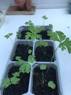 Geranium Maderense, Tweejarig, Halfschaduw, Lente, Ophalen