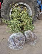 50x groene beuk met blote wortel DIRECT AFHALEN, Ophalen, Beukenhaag, 100 tot 250 cm