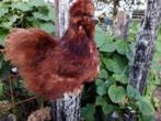 Zijdehoen kippen., Dieren en Toebehoren, Pluimvee, Vrouwelijk, Kip