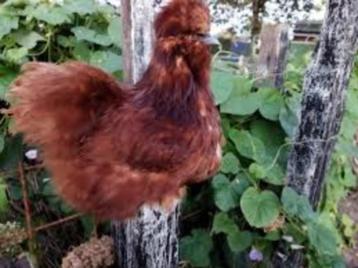 Zijdehoen kippen. beschikbaar voor biedingen