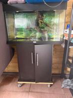 Juwel rio 180L aquarium, Dieren en Toebehoren, Vissen | Aquariumvissen, Vis