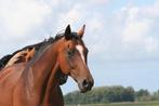 Te koop drachtige ster merrie, Dieren en Toebehoren, Paarden, Merrie, Gechipt, Dressuurpaard, L