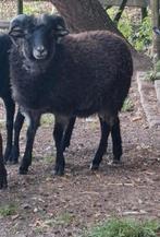 Ouessant ram schaap van dit voorjaar gratis, Dieren en Toebehoren, Schapen, Geiten en Varkens, Mannelijk, Schaap