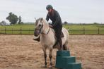 Inrijden en Training Paarden en Pony’s, Dieren en Toebehoren, Paarden en Pony's | Overige Paardenspullen, Ophalen