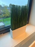 10x Nep plantjes - gras sprieten, Overige soorten, Volle zon, Eenjarig, Ophalen of Verzenden