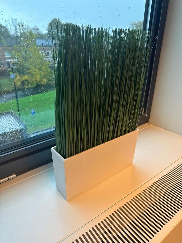 10x Nep plantjes - gras sprieten, Tuin en Terras, Planten | Tuinplanten, Eenjarig, Overige soorten, Volle zon, Bloeit niet, Ophalen of Verzenden