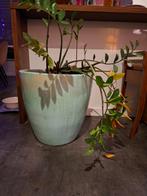 Massieve grote stenen plantenpot met of zonder plant, Ophalen, 40 cm of meer, Rond, Tuin