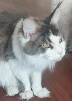 Prachtige Maine Coon XXL Poes!!, Dieren en Toebehoren, Poes, Gechipt, 0 tot 2 jaar