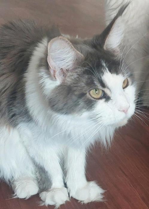 Prachtige Maine Coon XXL Poes!!, Dieren en Toebehoren, Katten en Kittens | Raskatten | Langhaar, Poes, 0 tot 2 jaar, Gechipt, Ontwormd