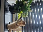Britse korthaar, Dieren en Toebehoren, Poes, Ontwormd, 0 tot 2 jaar