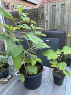 Brown Turkey vijg (ficus garica), Ophalen, Vijgenboom