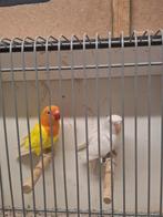 Onverwante ficheries, Dieren en Toebehoren, Meerdere dieren, Parkiet