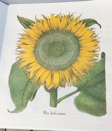 Basilius Besler Hortus Eystettensis 1713 Reprint beschikbaar voor biedingen