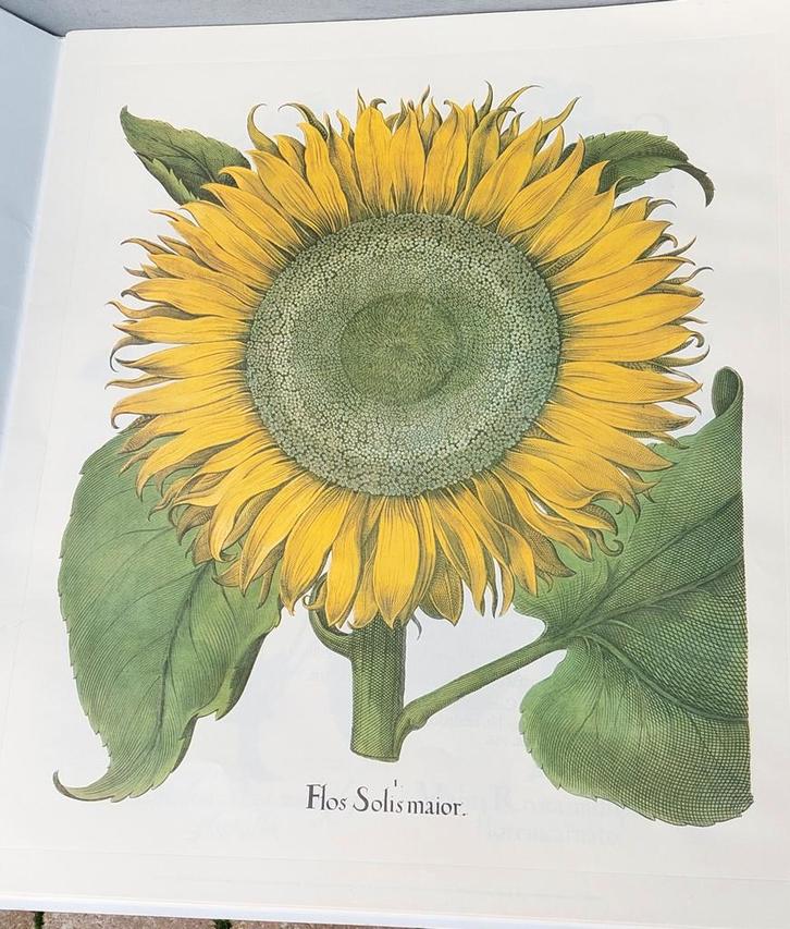 Basilius Besler Hortus Eystettensis 1713 Reprint, Antiek en Kunst, Kunst | Etsen en Gravures, Ophalen of Verzenden