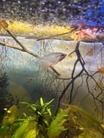 3 diamand gourami, Dieren en Toebehoren, Vis