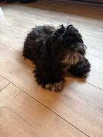 Hond boomer malteser x shih tzu, Dieren en Toebehoren, Honden | Chihuahua's en Gezelschapshonden, Rabiës (hondsdolheid), 15 weken tot 1 jaar