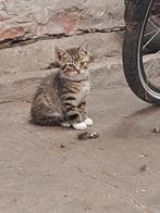 Kittens!, Dieren en Toebehoren, Katten en Kittens | Overige Katten