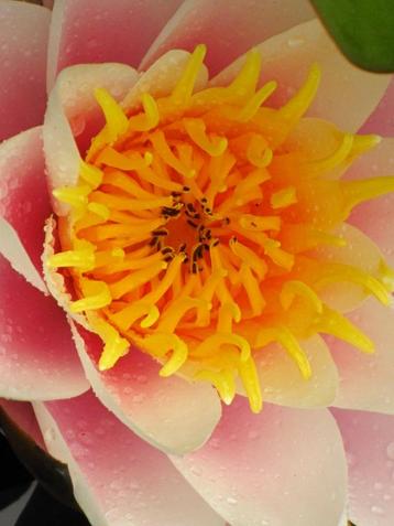 Prachtige roze waterlelie met geel hart beschikbaar voor biedingen