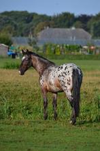 Lieve en unieke D-pony te koop, Dieren en Toebehoren, Gechipt, B, Ruin, 7 tot 10 jaar