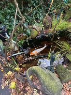 2 Koi karpers zoeken nieuwe vijver -, Dieren en Toebehoren, Karper of Koi