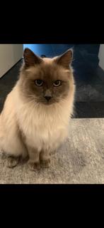 Ragdoll zoekt een nieuwe huis, Dieren en Toebehoren, Katten en Kittens | Raskatten | Langhaar, Kater, Gechipt, 3 tot 5 jaar