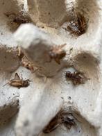 Krekels (Acheta domestica), Dieren en Toebehoren, Reptielen en Amfibieën | Toebehoren, Ophalen, Nieuw, Tak, Plant, Rots of Steen