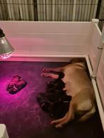 Te koop Boulab pups uit huiselijke kring, Rabiës (hondsdolheid), 8 tot 15 weken, Labrador retriever, Meerdere