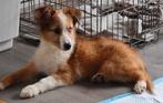 Duitse herder /Australian shepherd/Border collie, Dieren en Toebehoren, Rabiës (hondsdolheid), 8 tot 15 weken, Meerdere, Meerdere dieren