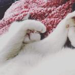 Gezocht, lieve kat voor fijn en rustig thuis, Dieren en Toebehoren, Geslacht onbekend