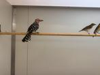 Welkom bij vogel speciaalzaak de toekan 7 dagen geopend, Meerdere dieren, Tropenvogel