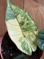Alocasia platinum albo white wit marble mint variegata plant, Huis en Inrichting, Kamerplanten, Ophalen of Verzenden, Halfschaduw
