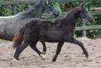 Best zwart Welsh sectie B merrieveulen, Dieren en Toebehoren, Pony's, Merrie, Niet van toepassing, 0 tot 2 jaar, C pony (1.27m tot 1.37m)