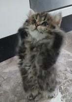 Prachtige Britse langhaar kitten poesje!, Dieren en Toebehoren, Katten en Kittens | Raskatten | Langhaar, Meerdere dieren, Gechipt
