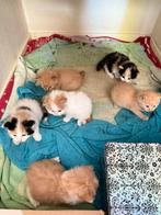 Nestje 6 kittens, Dieren en Toebehoren, Katten en Kittens | Overige Katten, Geslacht onbekend, Kortharig, 0 tot 2 jaar