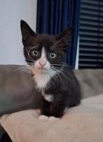 Boerderij kittens, Dieren en Toebehoren, Katten en Kittens | Overige Katten, Poes, Kortharig, 0 tot 2 jaar