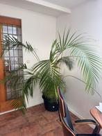 Prachtige 2 m hoge palm, Huis en Inrichting, Kamerplanten, Groene kamerplant, Ophalen, Palm, 150 tot 200 cm