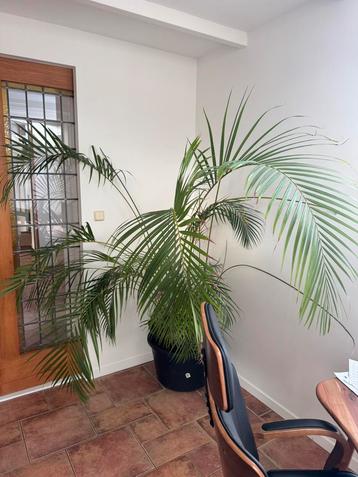 Prachtige 2 m hoge palm beschikbaar voor biedingen