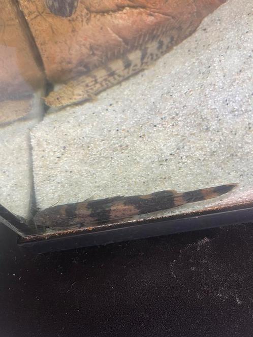 Bijenmeerval, Dieren en Toebehoren, Vissen | Aquariumvissen, Zoetwatervis, Vis