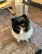 Prachtige bearface pomeriaan/dwergkees teefje, Dieren en Toebehoren, Honden | Poolhonden, Keeshonden en Oertypen, Keeshond, CDV (hondenziekte)