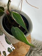 Philodendron Micans Halo Albo Variegata #2, Ophalen of Verzenden, Halfschaduw, Minder dan 100 cm