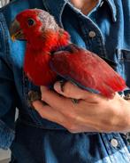 Jonge edelpapegaai, Dieren en Toebehoren, Vogels | Parkieten en Papegaaien, Vrouwelijk, Papegaai, Geringd