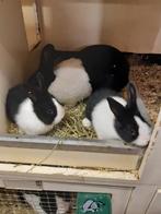 Jonge raszuivere Hollander konijntjes, Dieren en Toebehoren, Konijnen, Meerdere dieren, 0 tot 2 jaar