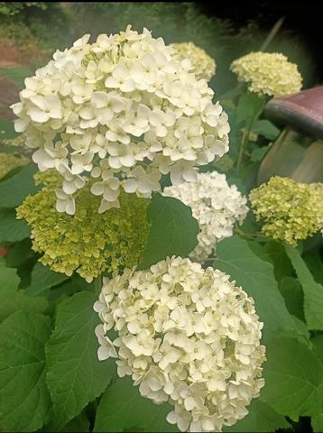 Strong annabelle hortensia 