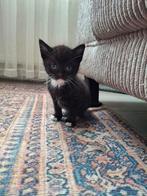 Kitten, Dieren en Toebehoren, Kater