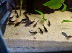 Corydoras black venezuela groep te koop, Vis